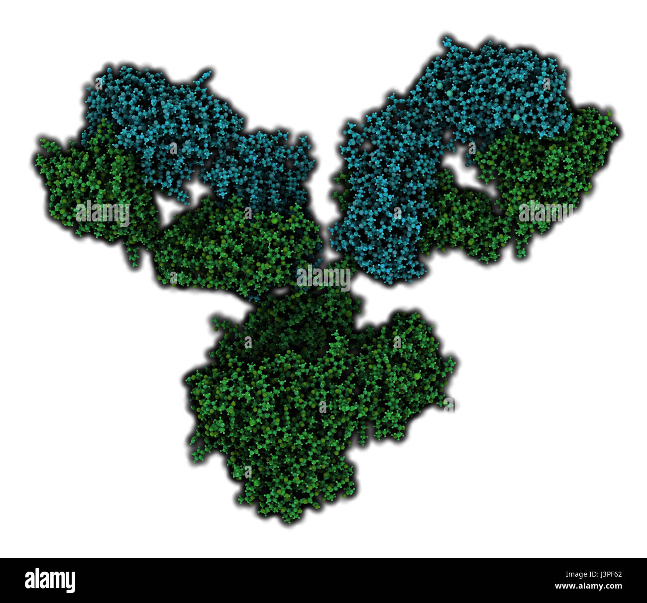 IgG1 monoclonal antibody (immunoglobulin). Many biotech drugs are antibodies. Atoms are shown as color-coded spheres. Light chain shaded cyan, heavy c Stock Photo