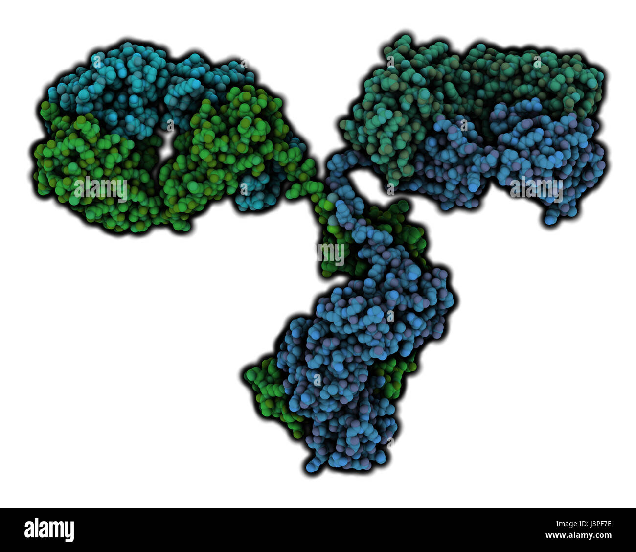 IgG2a monoclonal antibody (immunoglobulin). Many biotech drugs are antibodies. Atoms are represented as color coded spheres. Per chain coloring. Stock Photo