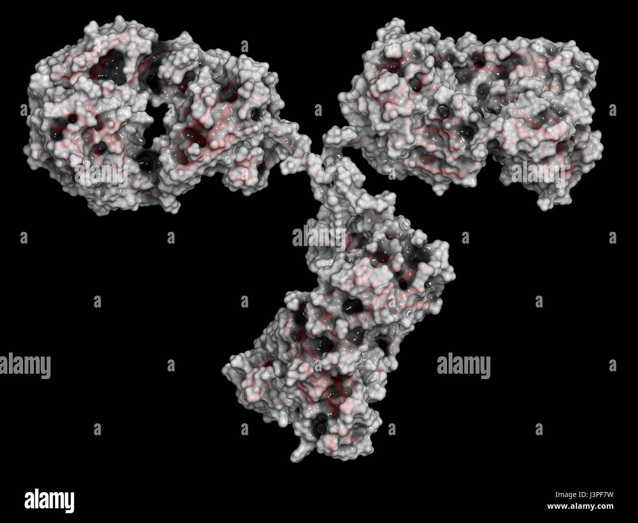 IgG2a monoclonal antibody (immunoglobulin). Many biotech drugs are antibodies. Cartoon representation combined with semi-transparent surfaces. Stock Photo