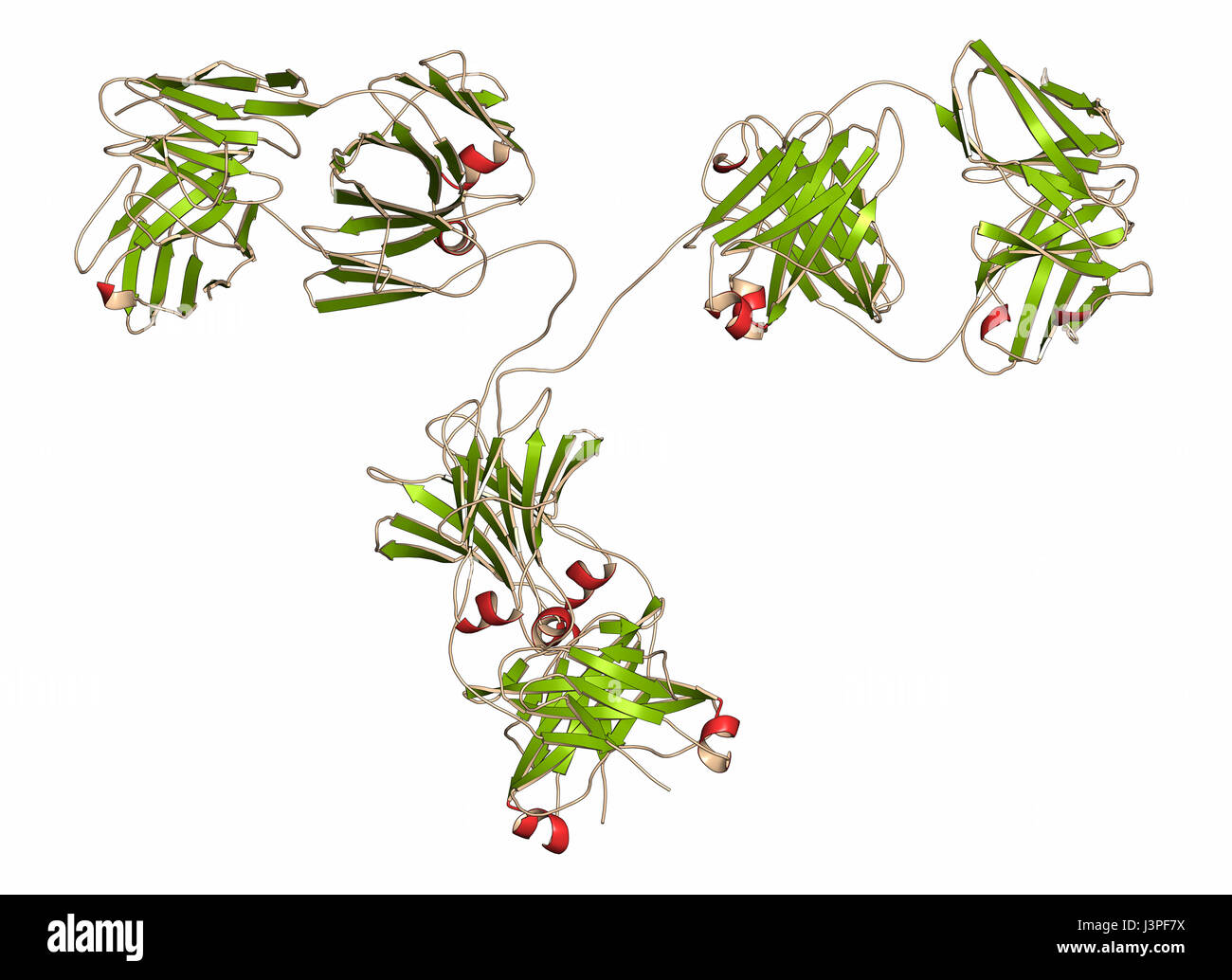 IgG2a monoclonal antibody (immunoglobulin). Many biotech drugs are antibodies. Cartoon representation with secondary structure coloring (green sheets, Stock Photo