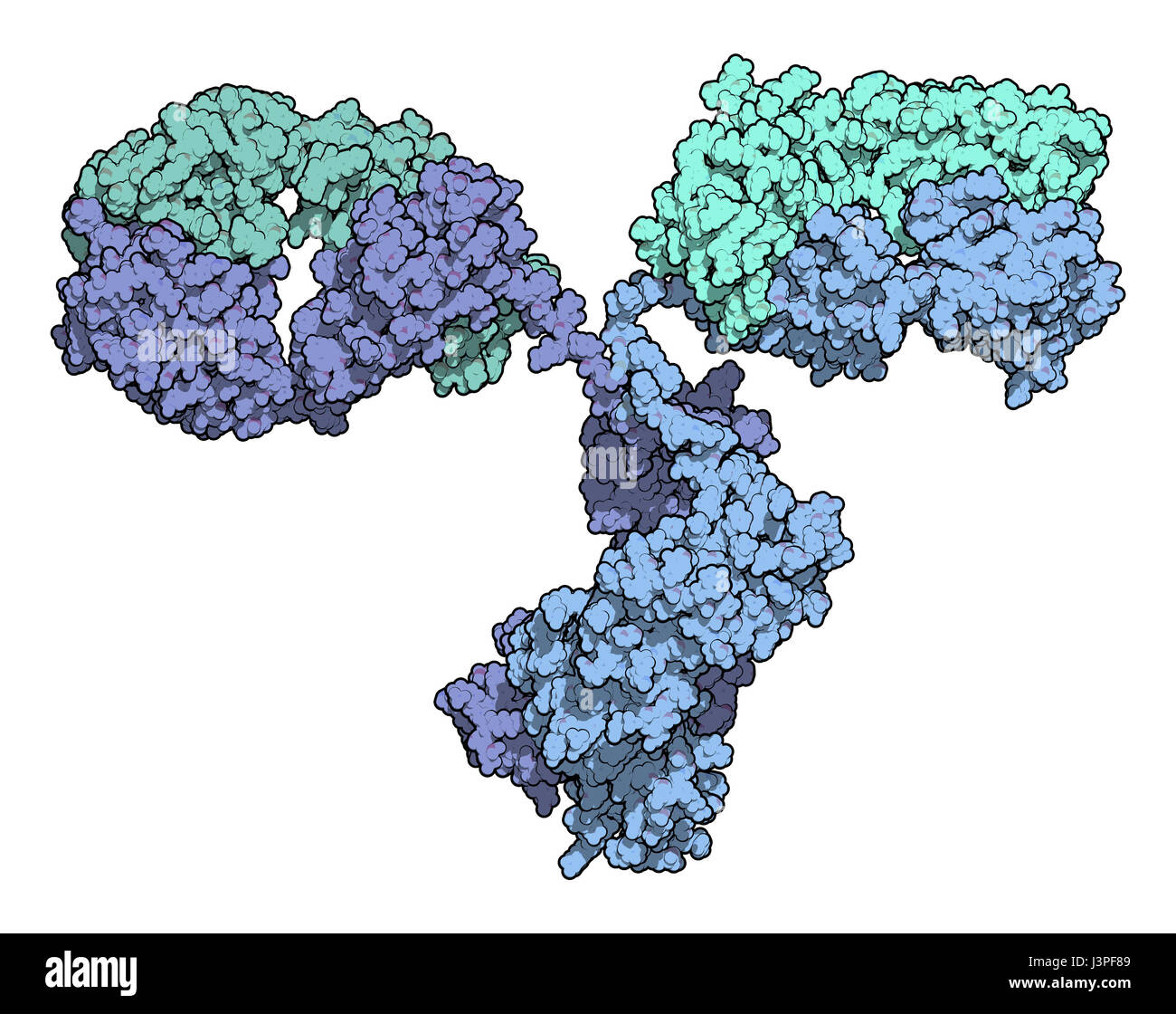 Antibody molecule molecular structure monoclonal Cut Out Stock Images