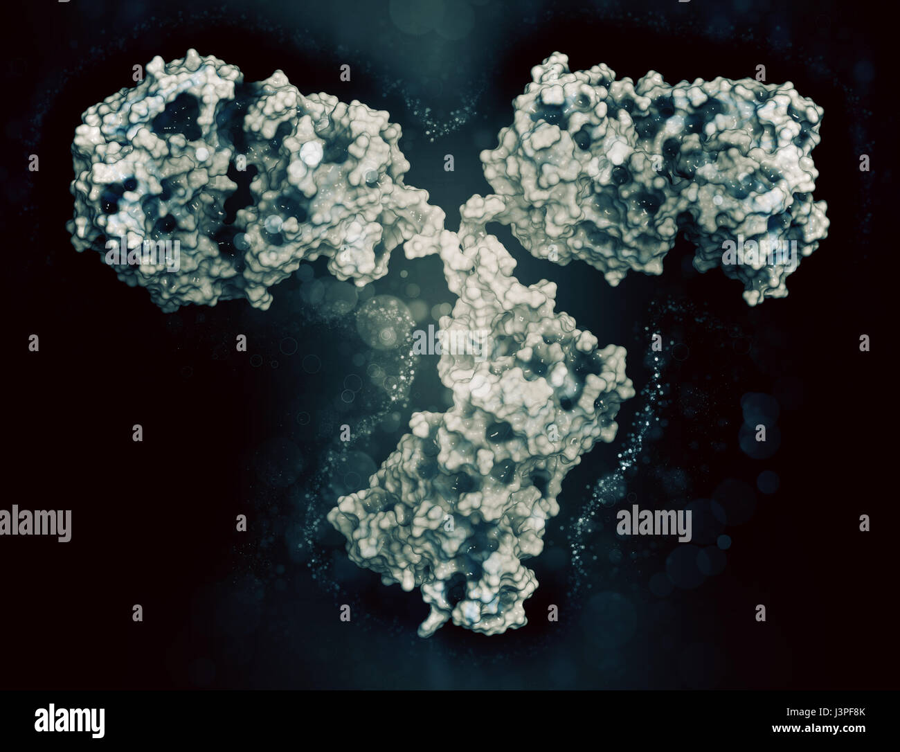 IgG2a monoclonal antibody (immunoglobulin). Many biotech drugs are antibodies. Cartoon representation combined with semi-transparent surfaces. Stock Photo