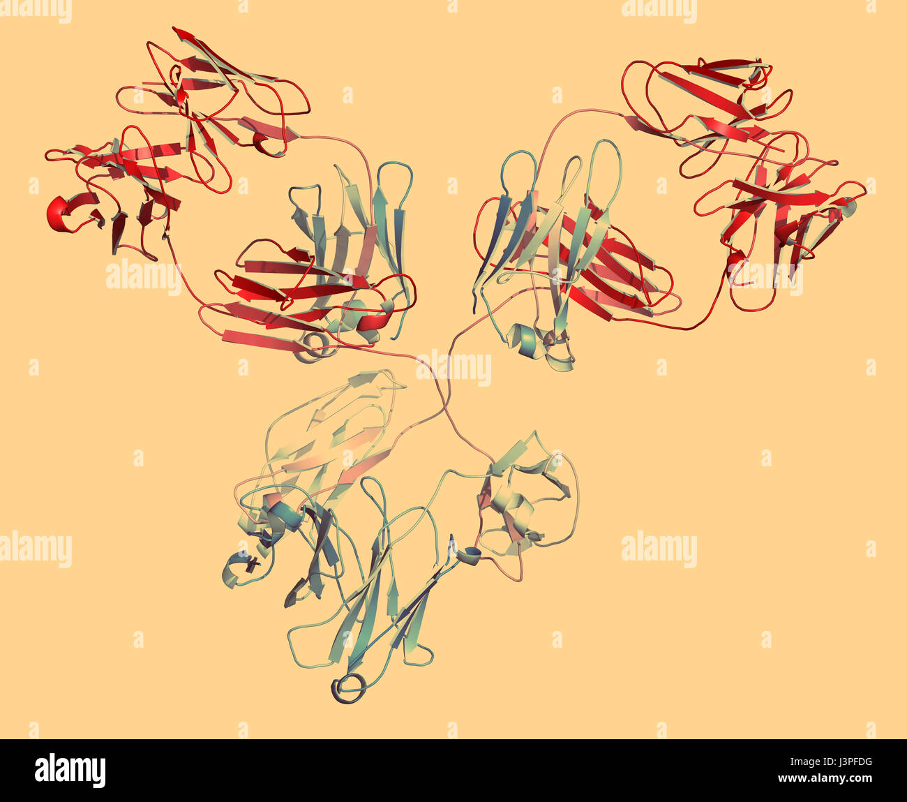 IgG1 monoclonal antibody (immunoglobulin). Many biotech drugs are antibodies. Cartoon representation with backbone gradient coloring. Stock Photo