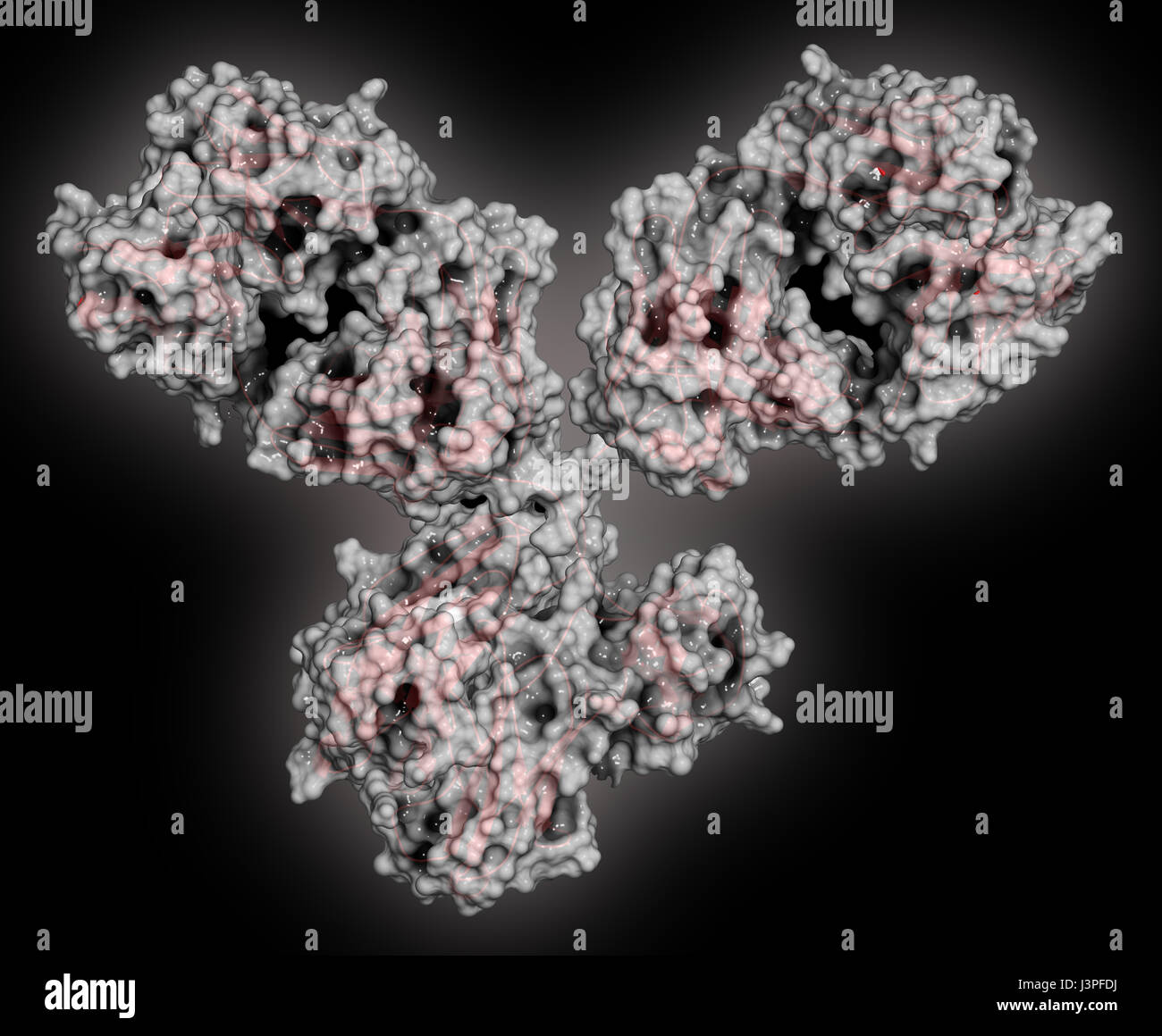 IgG1 monoclonal antibody (immunoglobulin). Many biotech drugs are antibodies. Cartoon representation combined with semi-transparent surfaces. Stock Photo