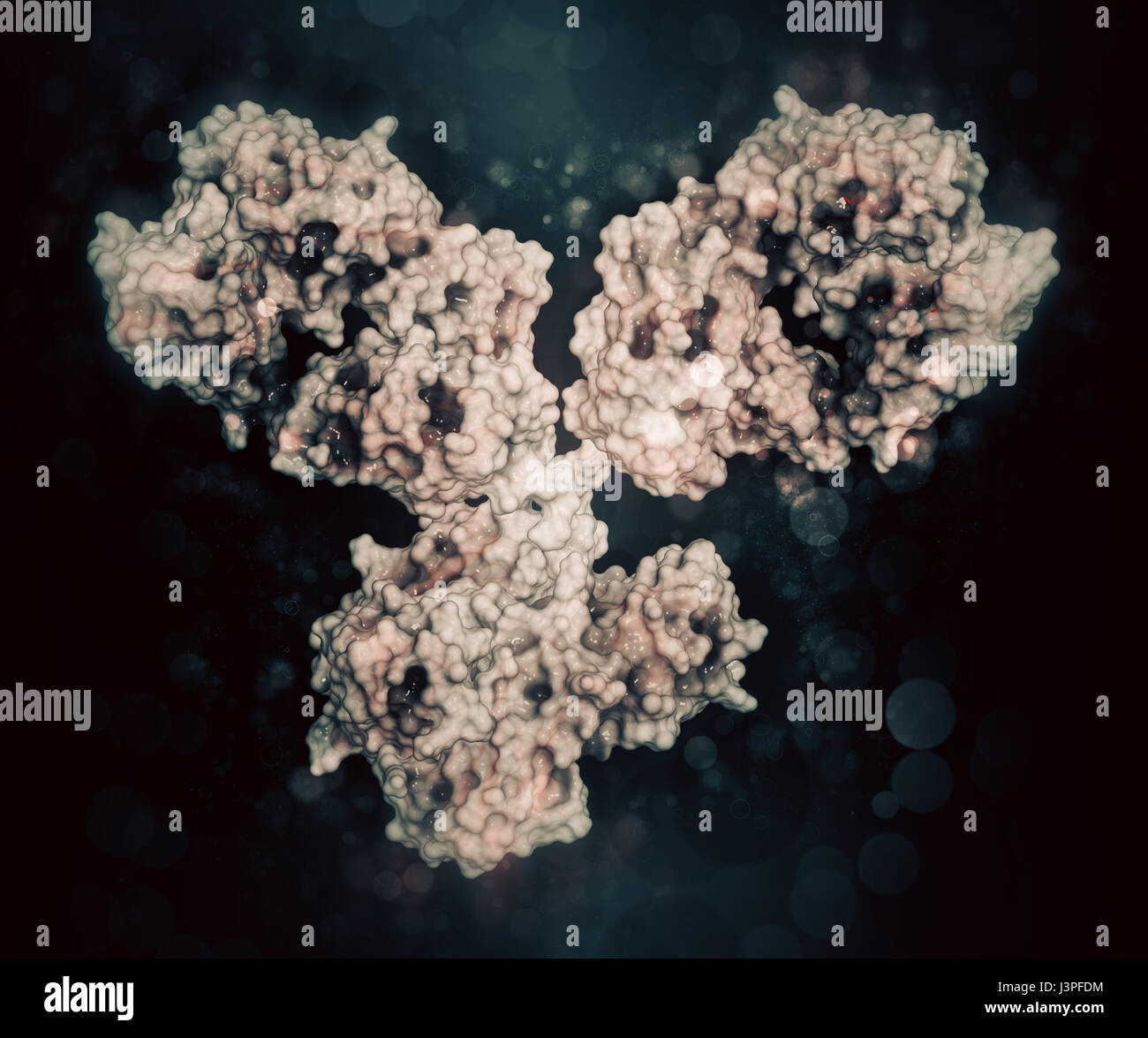 IgG1 monoclonal antibody (immunoglobulin). Many biotech drugs are antibodies. Cartoon representation combined with semi-transparent surfaces. Stock Photo