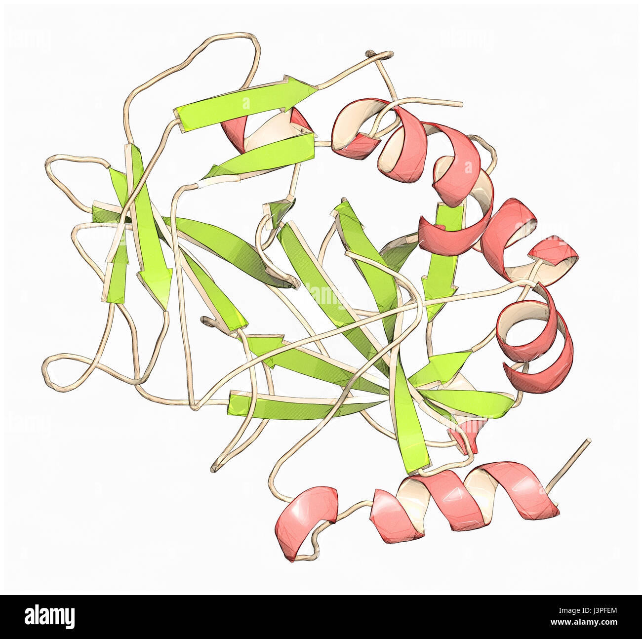 Thrombin bloodclotting enzyme Human alphathrombin molecule is a key