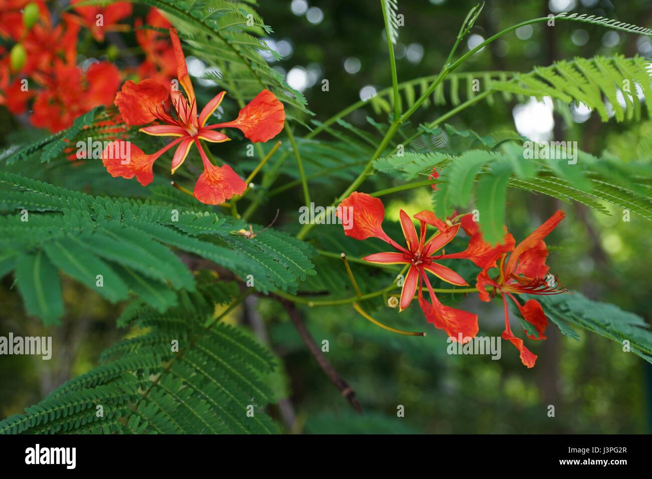 Delonix regia, royal poinciana, flame tree, 'ohai-'ula red tropical flowers up close Stock Photo