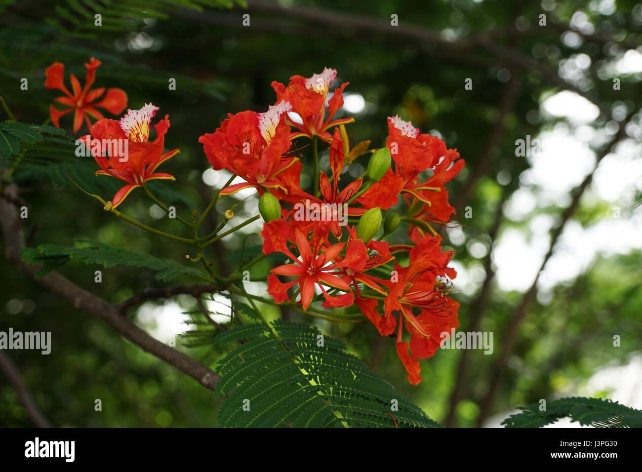 Delonix regia, royal poinciana, flame tree, 'ohai-'ula red tropical flowers up close. Stock Photo