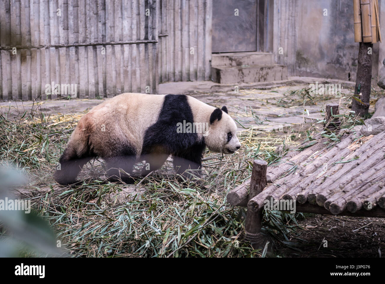 Panda Photographed In Sichuan China Stock Photo Alamy Panda Photographed In Sichuan China Stock Photo Alamy