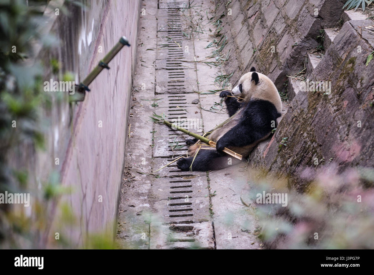 Panda Photographed In Sichuan China Stock Photo Alamy Panda Photographed In Sichuan China Stock Photo Alamy