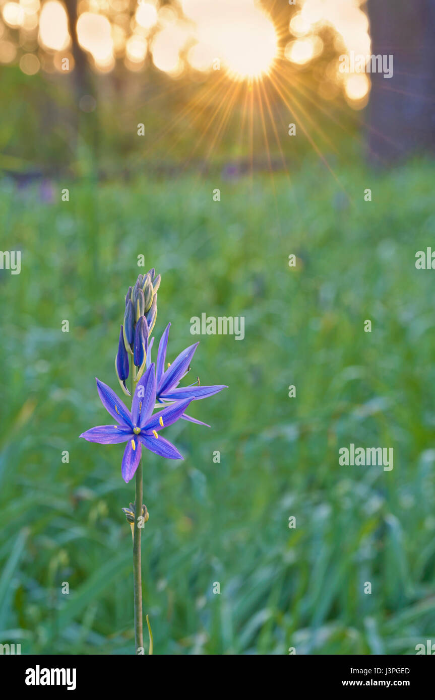 Blue Camas wildflower lighted by sunrise and golden sun rays of light Stock Photo