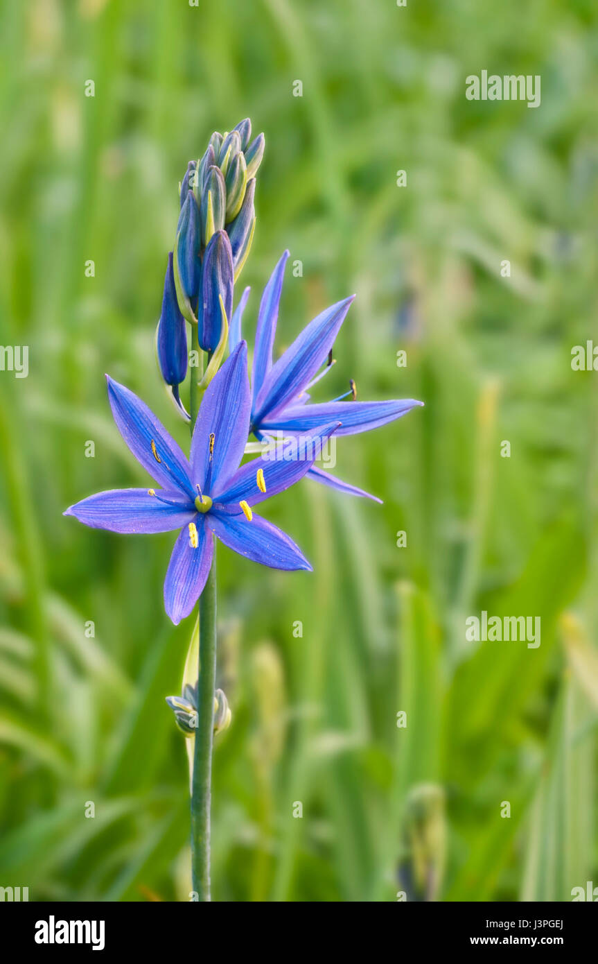 Closeup of Blue Camas (Camassia Leichtlinii) flowers blooming in green grassy meadow Stock Photo