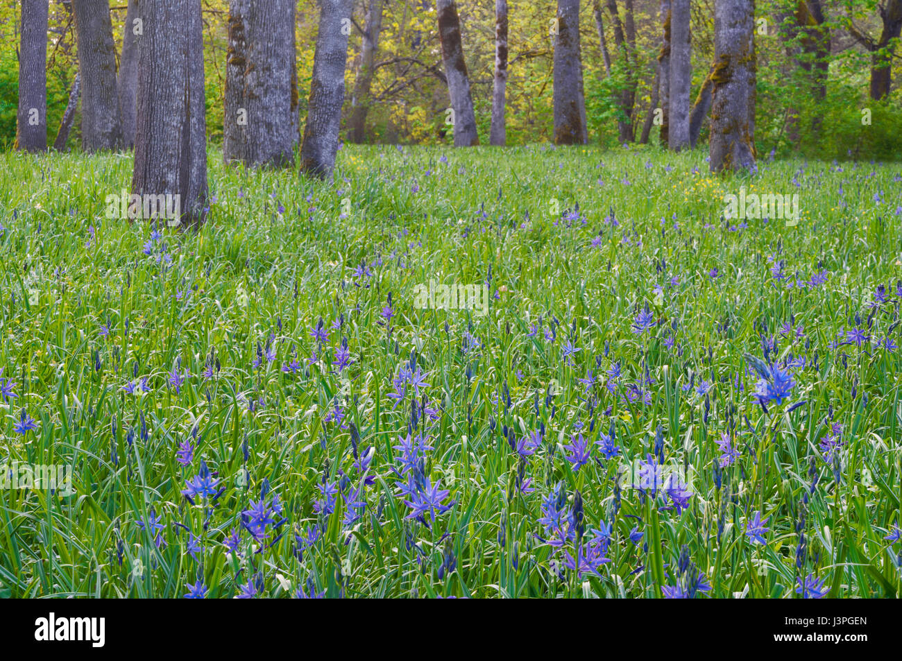 Lush meadow of blue camas wildflowers with oak trees in background Stock Photo