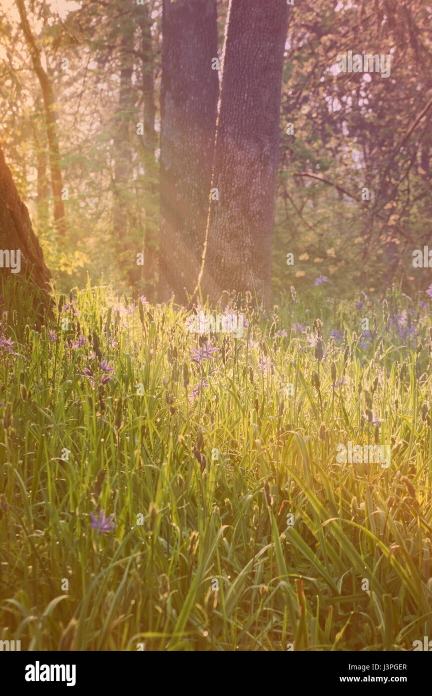 Blue Camas flowers in forest meadow with soft sun rays and vintage effect Stock Photo