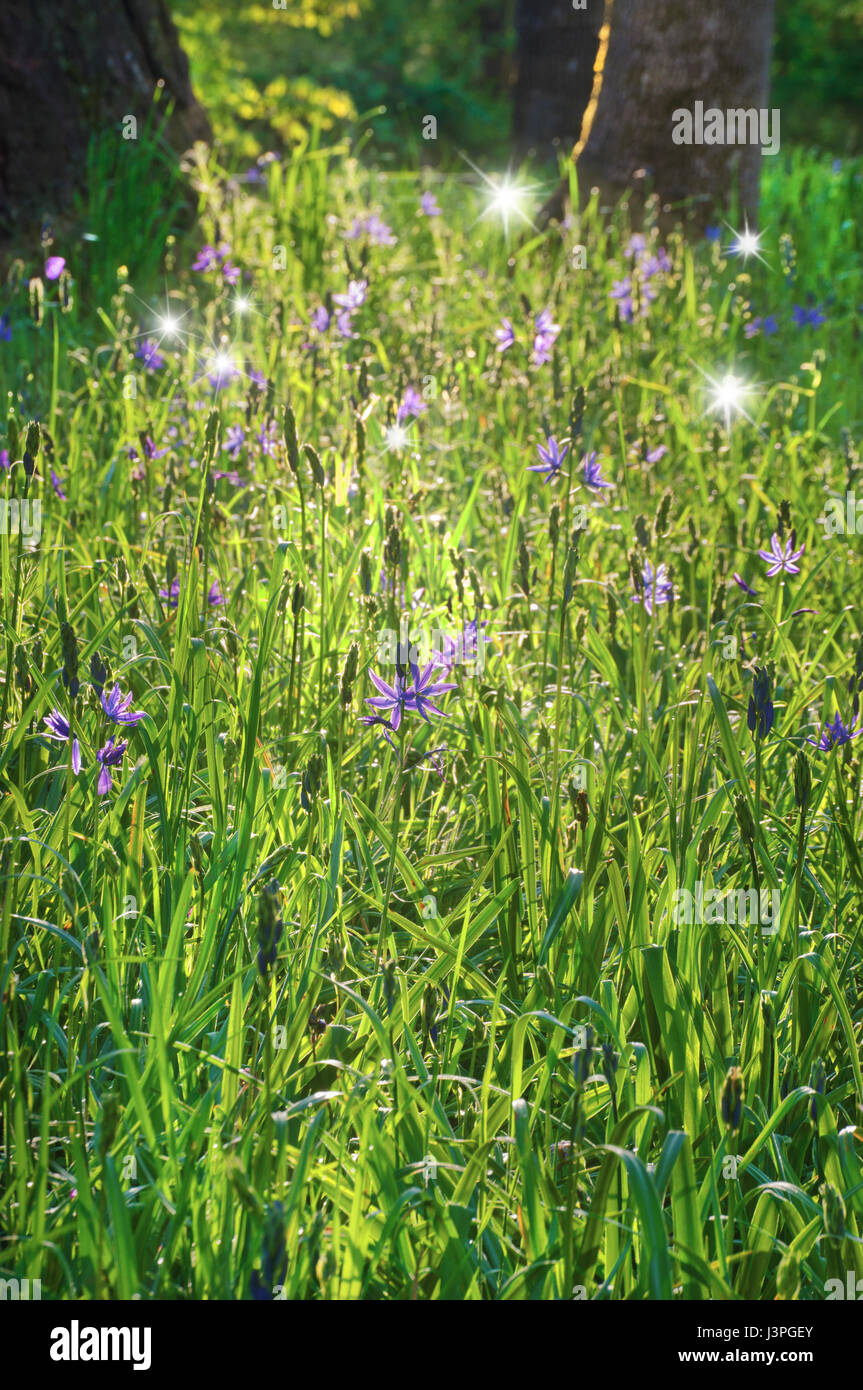 Purple Camas flowers illuminated by the sunlight with dancing fairy lights Stock Photo