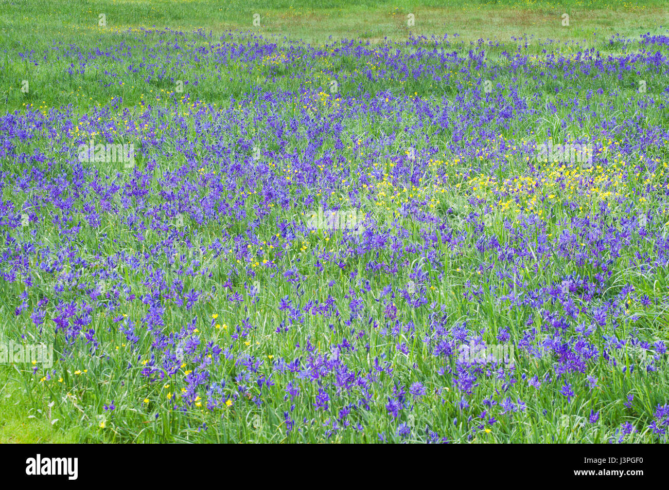 Beautiful meadow of blue camas flowers in green grass Stock Photo