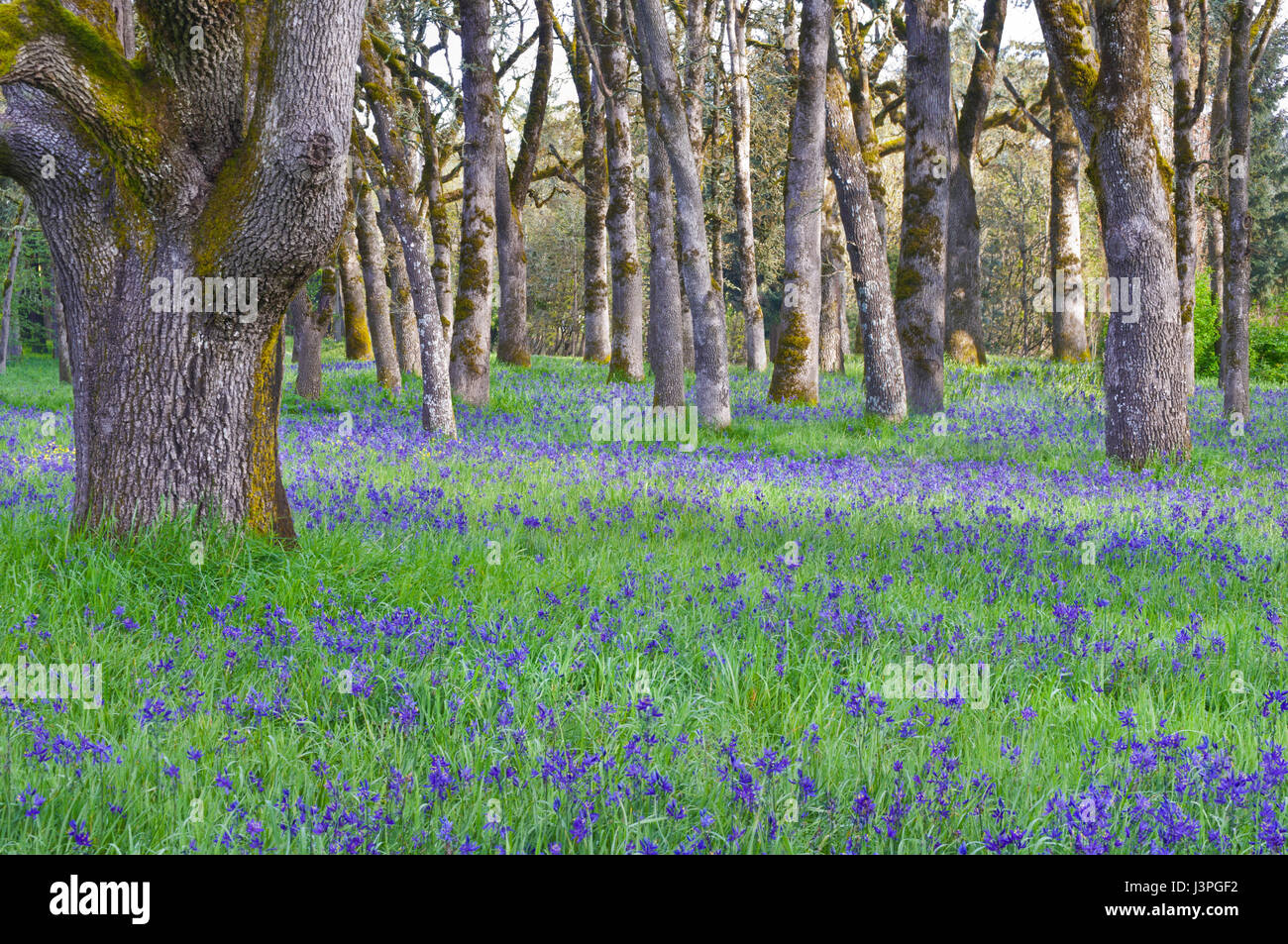 Blue Camas wildflowers blooming in a meadow among the oak trees Stock Photo