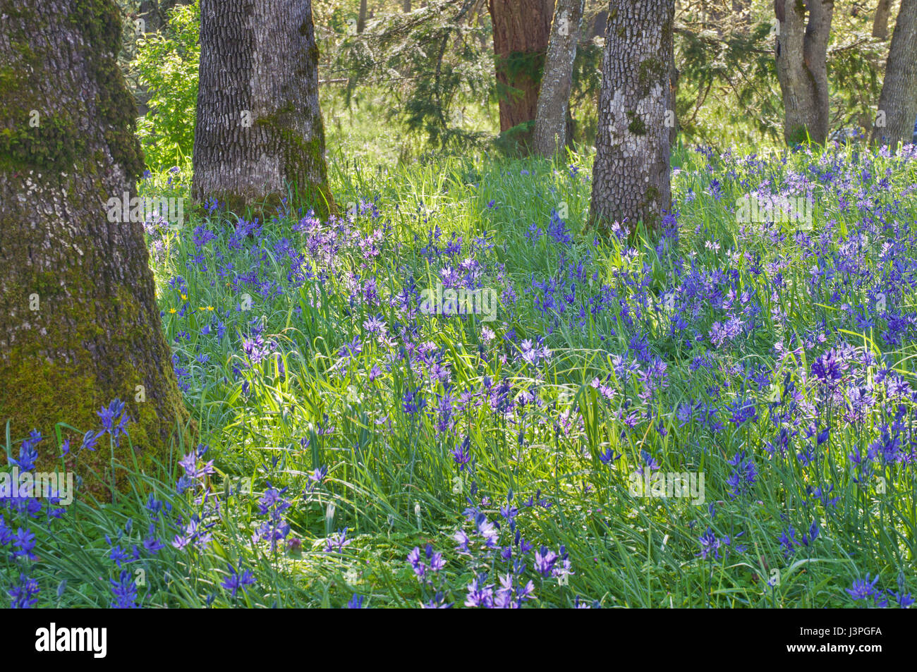 Blue Camas wildflowers blooming in the meadow among the oak trees in soft sunlight Stock Photo
