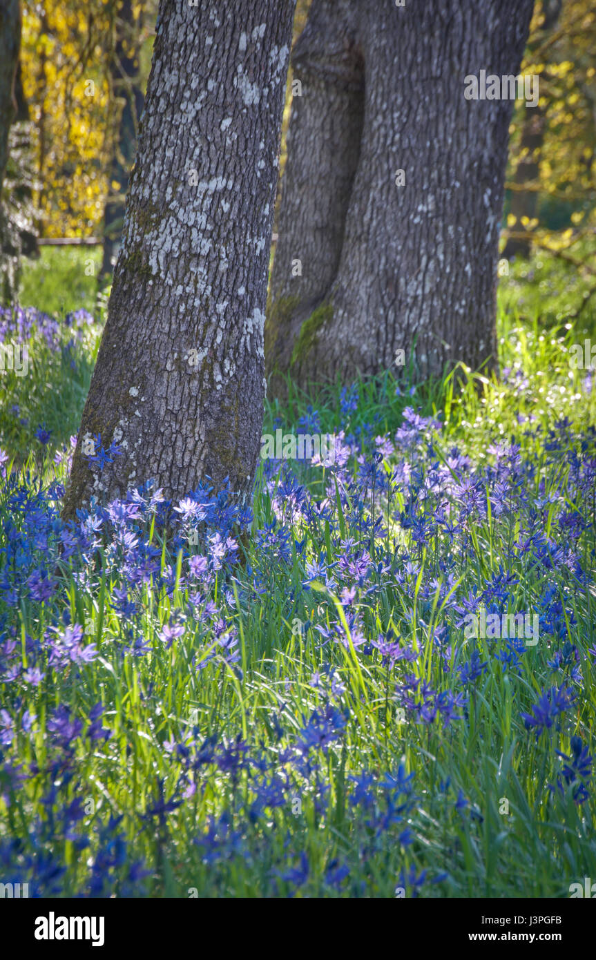 Closeup of Blue Camas wildflowers blooming under the oak trees in soft sunlight Stock Photo