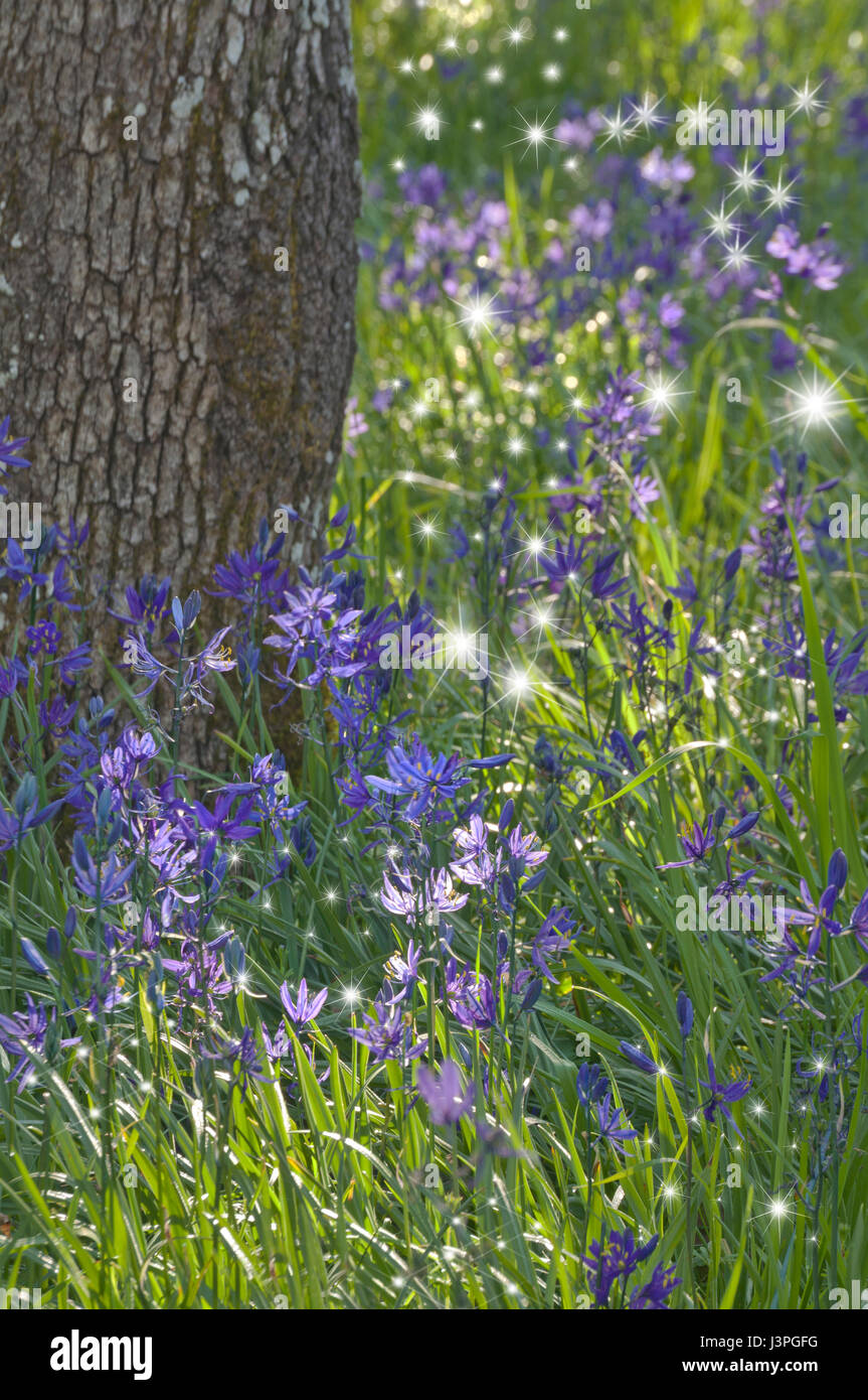 Closeup of Purple Camas flowers with dancing fairy lights Stock Photo