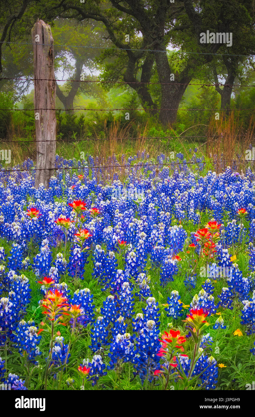 Bluebonnets and Paintbrush along country road in the Texas Hill Country around Llano. Lupinus texensis, the Texas bluebonnet, is a species of lupine e Stock Photo