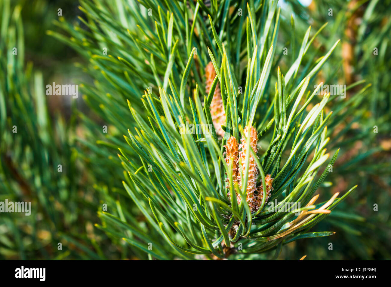 Pine branch with cones. Needles of pine and cone-bud Stock Photo - Alamy