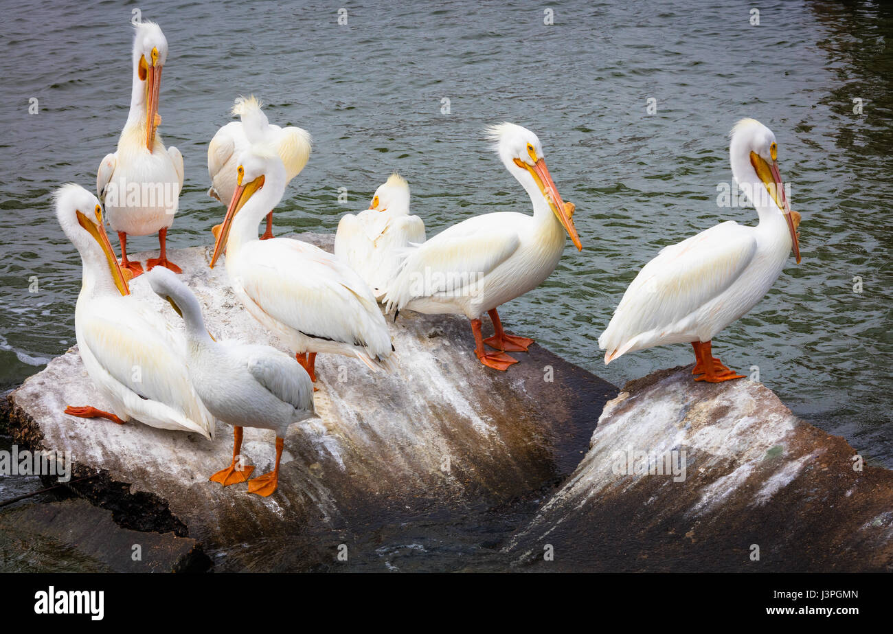 Pelicans are a genus of large water birds that makes up the family