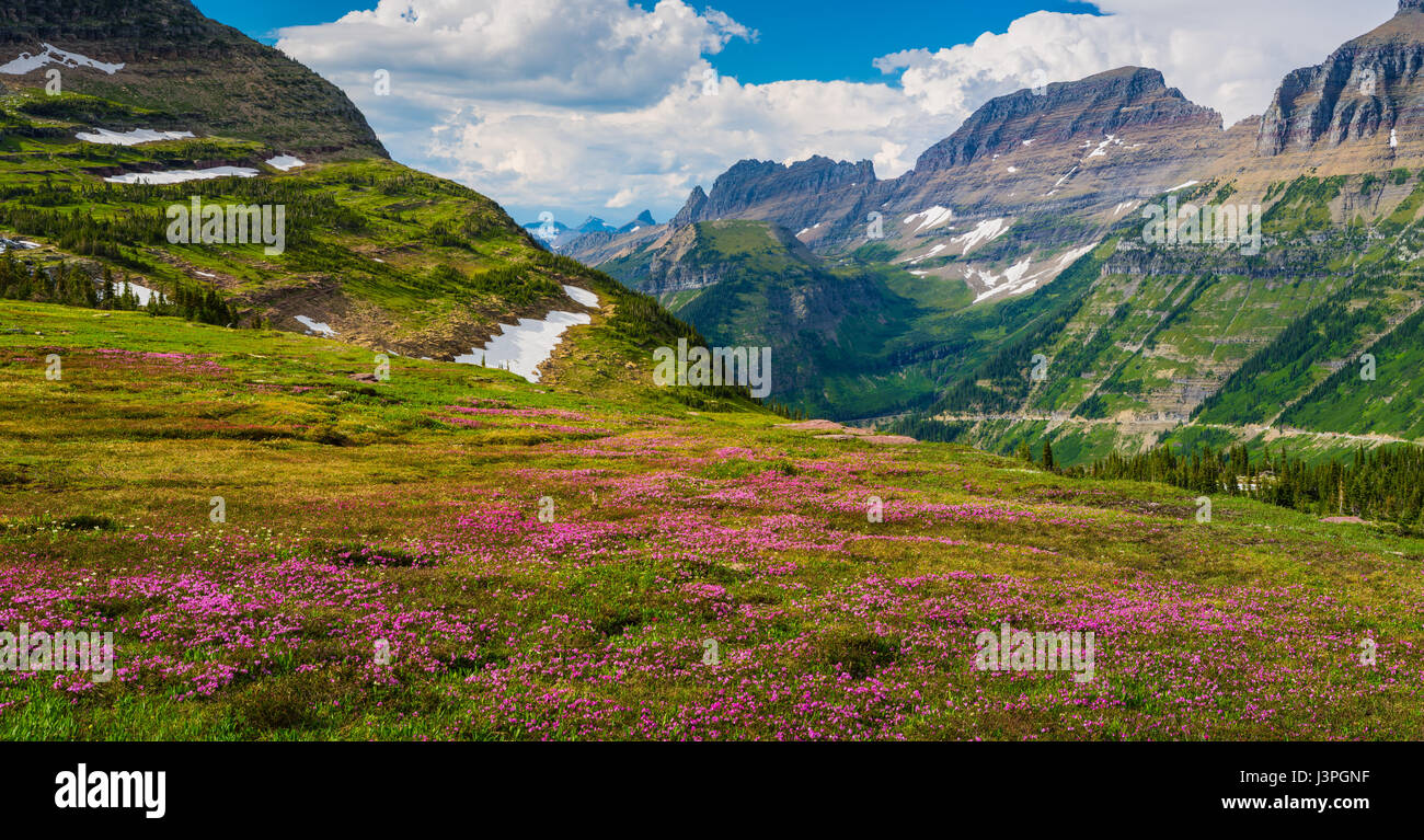 Are Dogs Allowed In Glacier National Park Canada