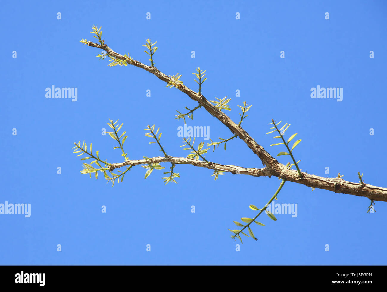 Leaves are sprouting and Growing with blue sky on branches in Spring Stock Photo