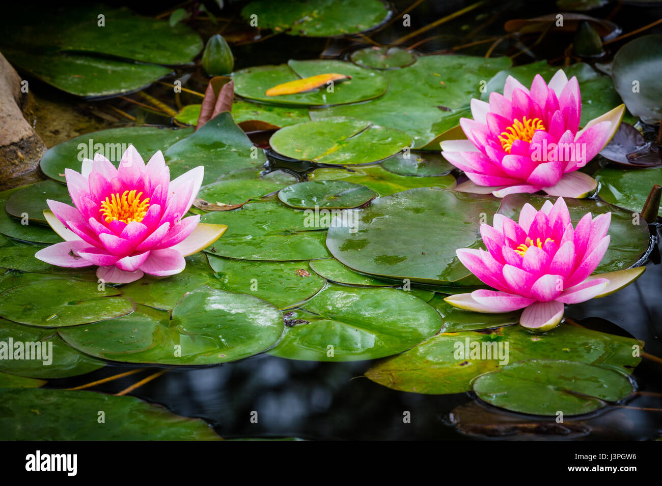Nymphaeaceae is a family of flowering plants. Members of this family are commonly called water lilies and live as rhizomatous aquatic herbs in tempera Stock Photo