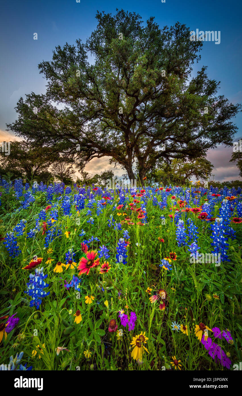 Bluebonnets and Indian Blanket along country road in the Texas Hill Country around Llano. Lupinus texensis, the Texas bluebonnet, is a species of lupi Stock Photo