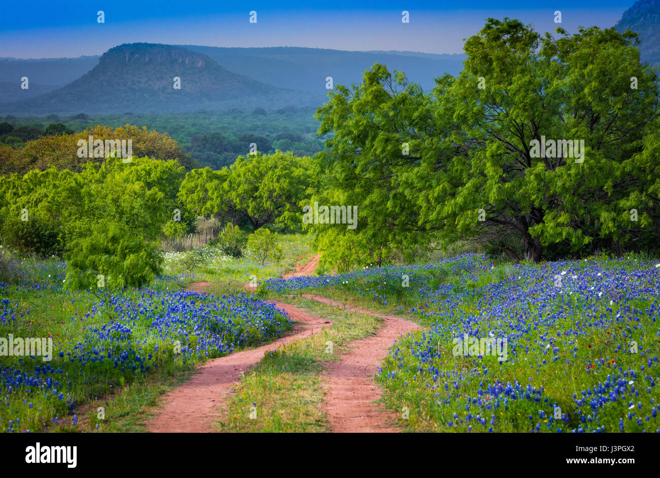 Bluebonnets along country road in the Texas Hill Country around Llano. Lupinus texensis, the Texas bluebonnet, is a species of lupine endemic to Texas Stock Photo