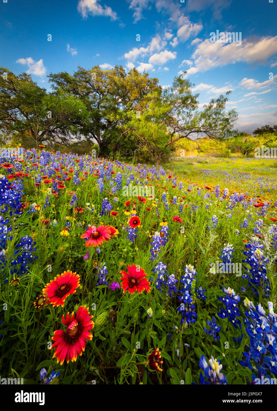 Bluebonnets and Indian Blanket along country road in the Texas Hill Country around Llano. Lupinus texensis, the Texas bluebonnet, is a species of lupi Stock Photo
