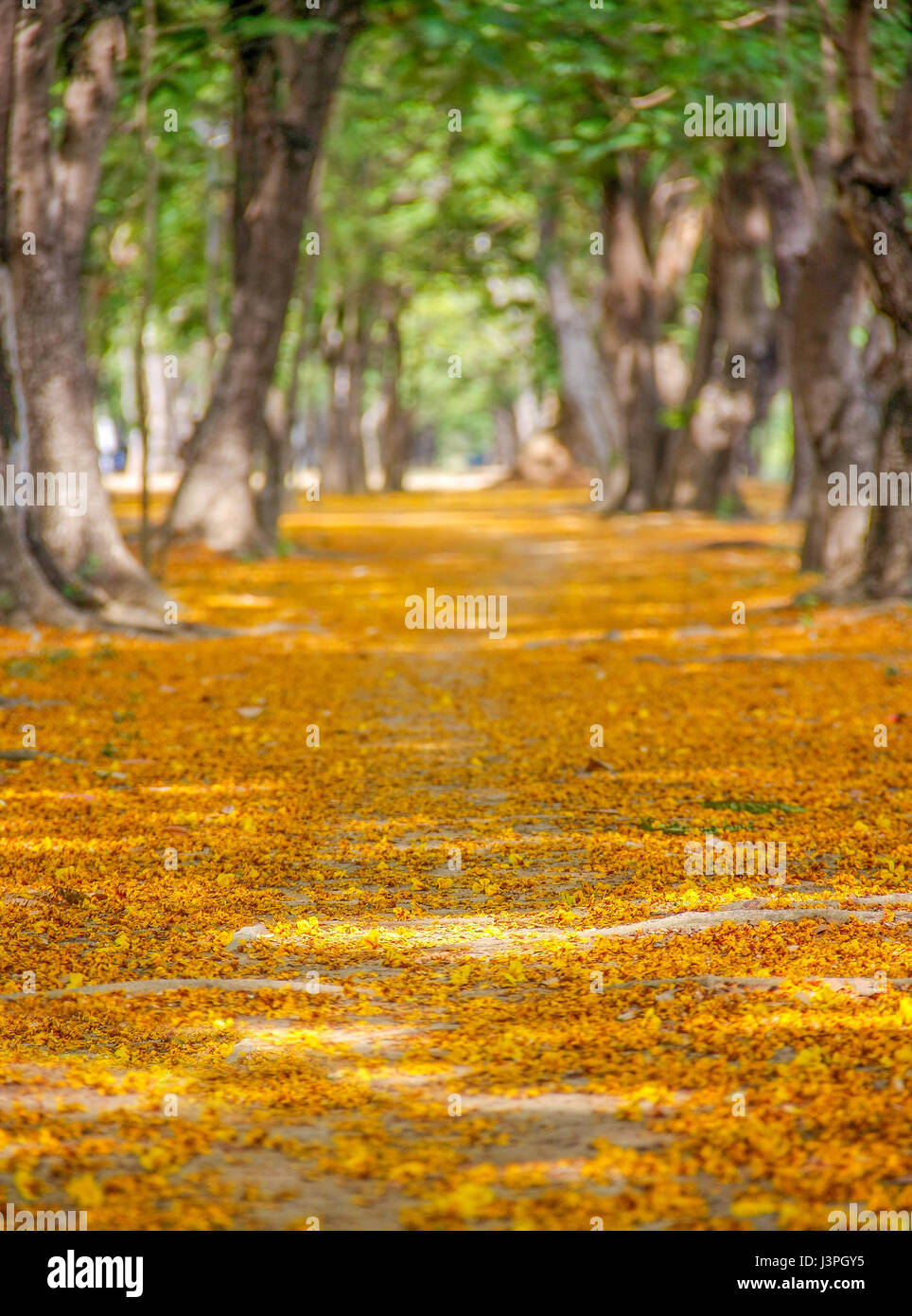 pathway with yellow flowers and green trees inside Stock Photo