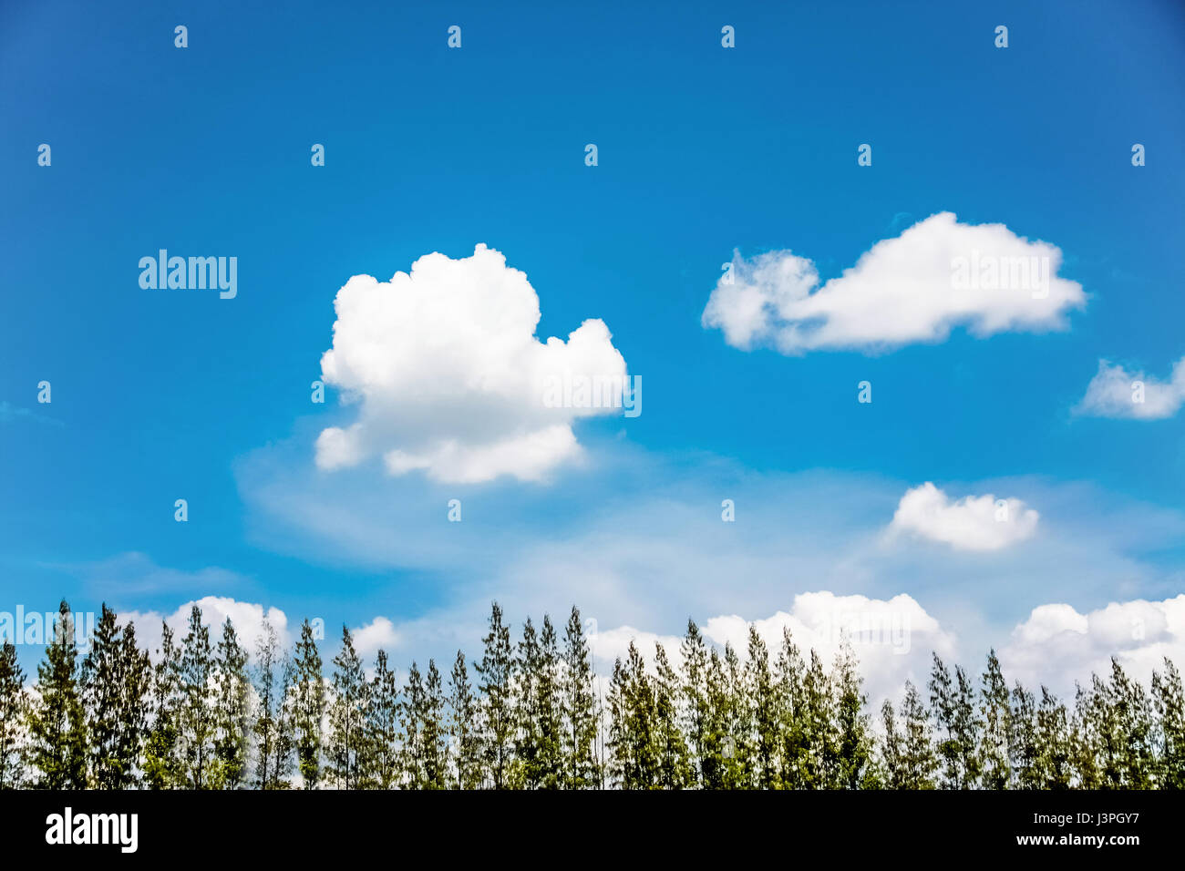 top pine tree with blue sky and cloud on bright day Stock Photo - Alamy