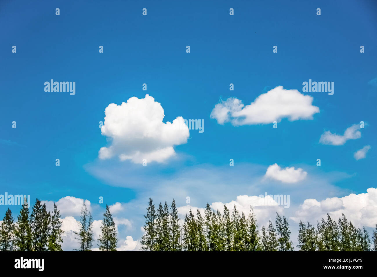 top pine tree with blue sky and cloud on bright day Stock Photo - Alamy