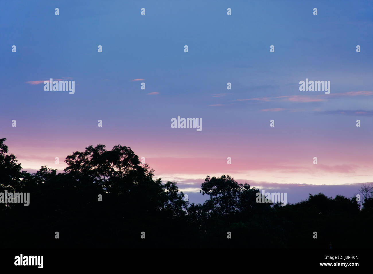 beautiful purple sky with tree top on sunset in evening Stock Photo - Alamy
