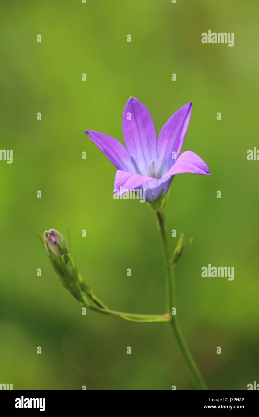 Beautiful wildflower hi-res stock photography and images - Alamy