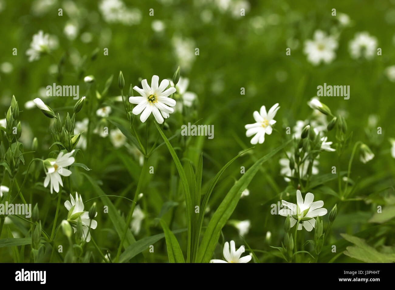 White flowers on green grass background. Spring Stock Photo - Alamy