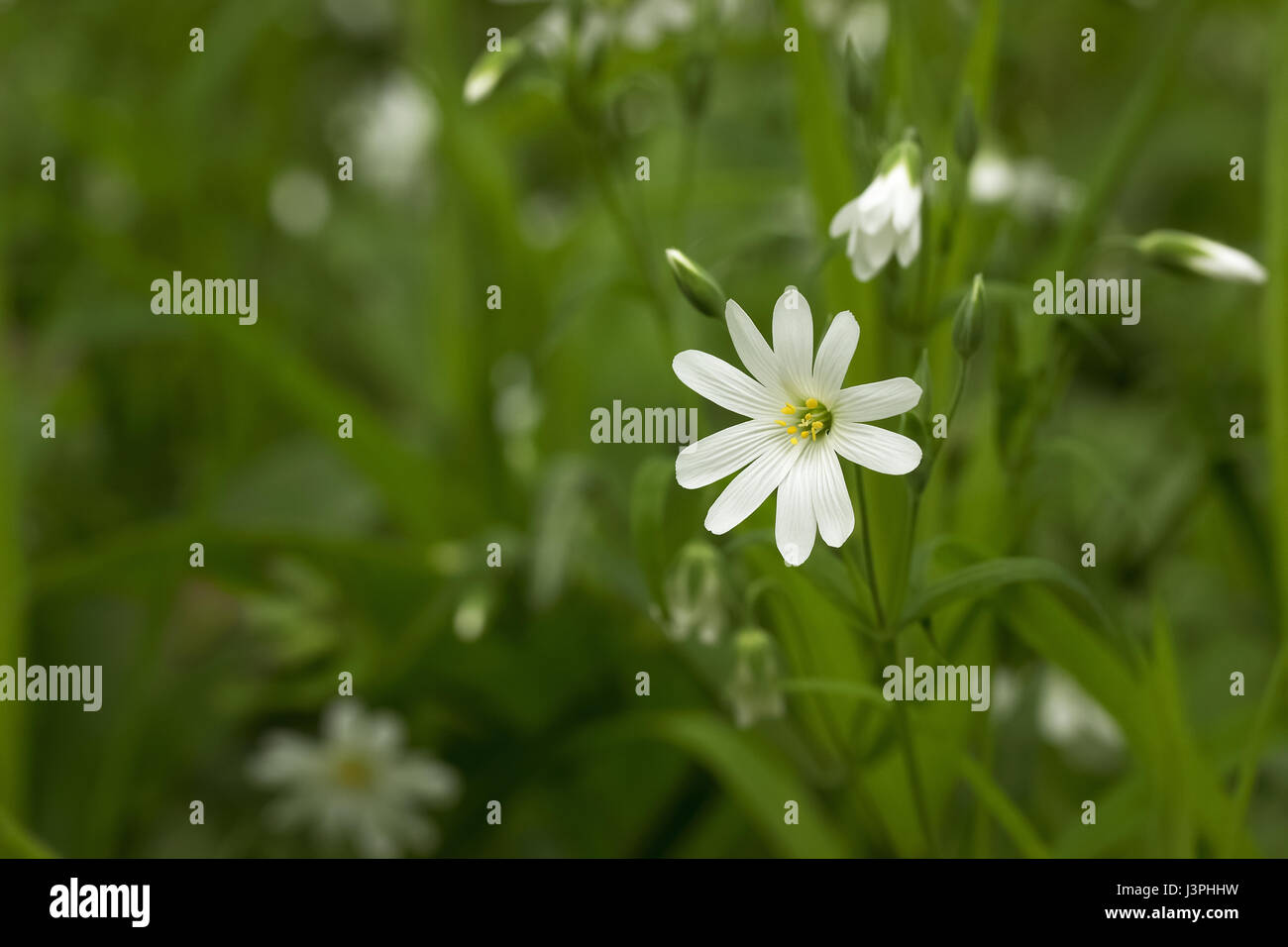 White flowers on green grass background. Spring Stock Photo - Alamy