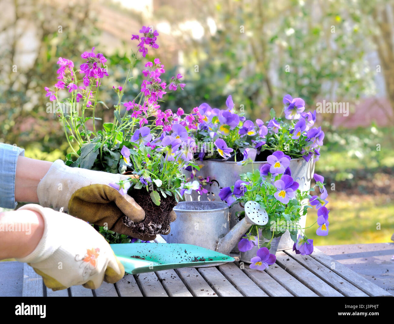 woman hands holding flower to plant in the garden Stock Photo - Alamy