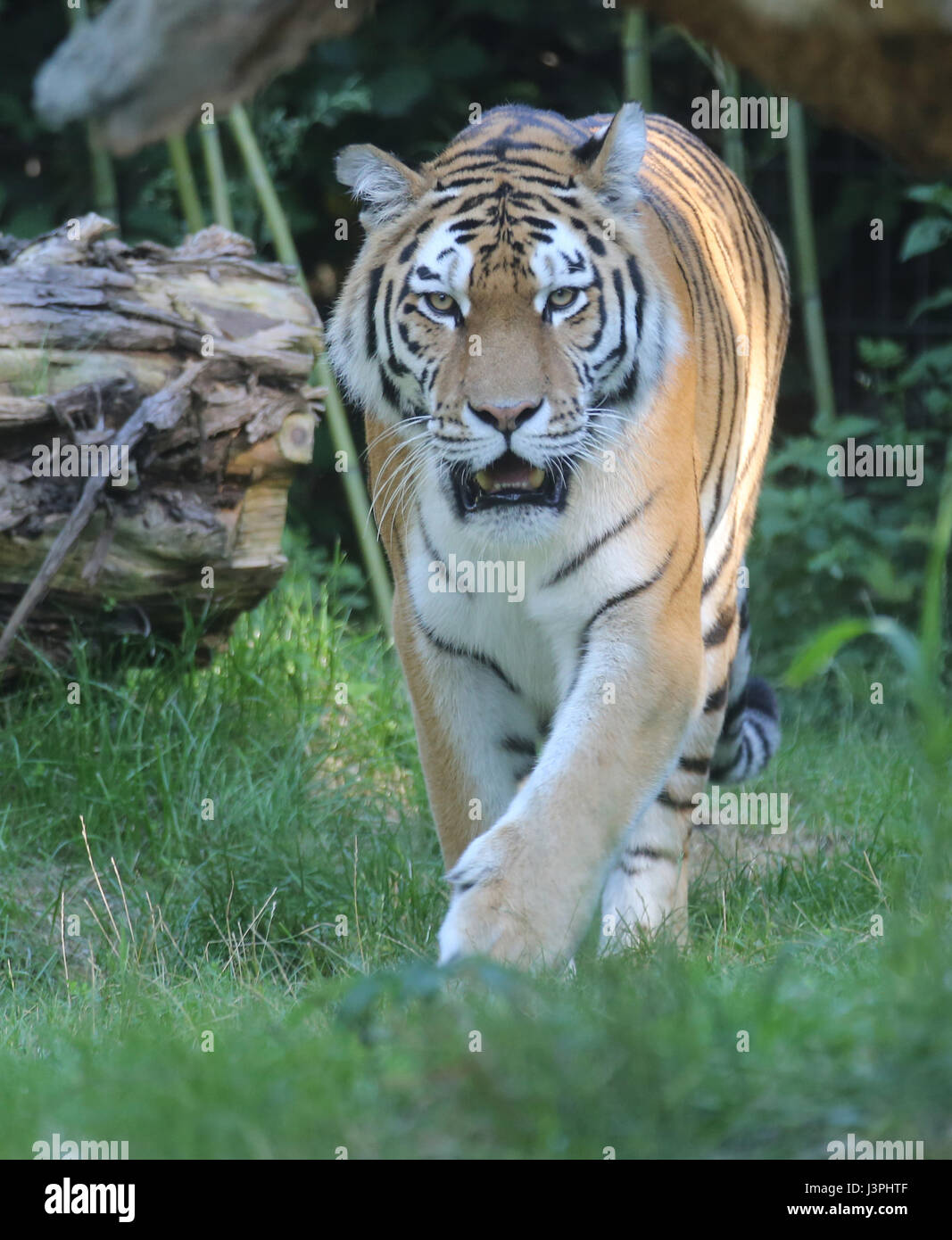 Tiger,Zoo Duisburg, Germany Stock Photo