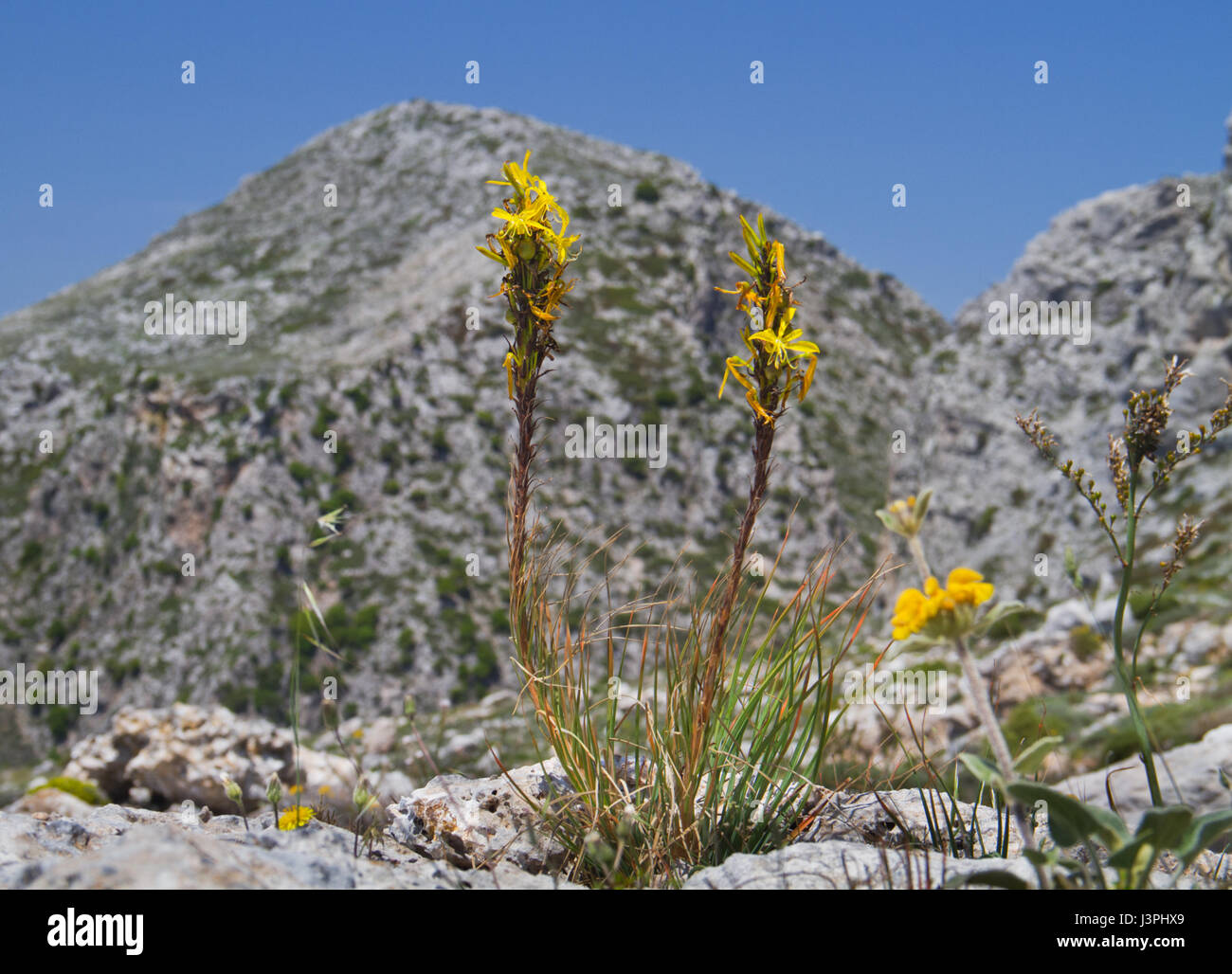 King's Spear or Yellow Asphodel (Asphodeline lutea) in the hills of Crete, Greece Stock Photo