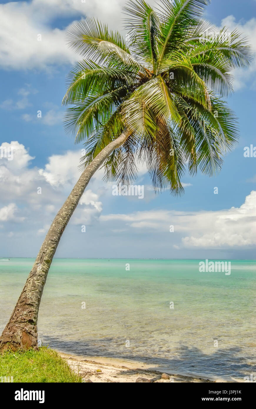 Single Palm Tree in the blue sky of Bora Bora French Polynesia Stock Photo