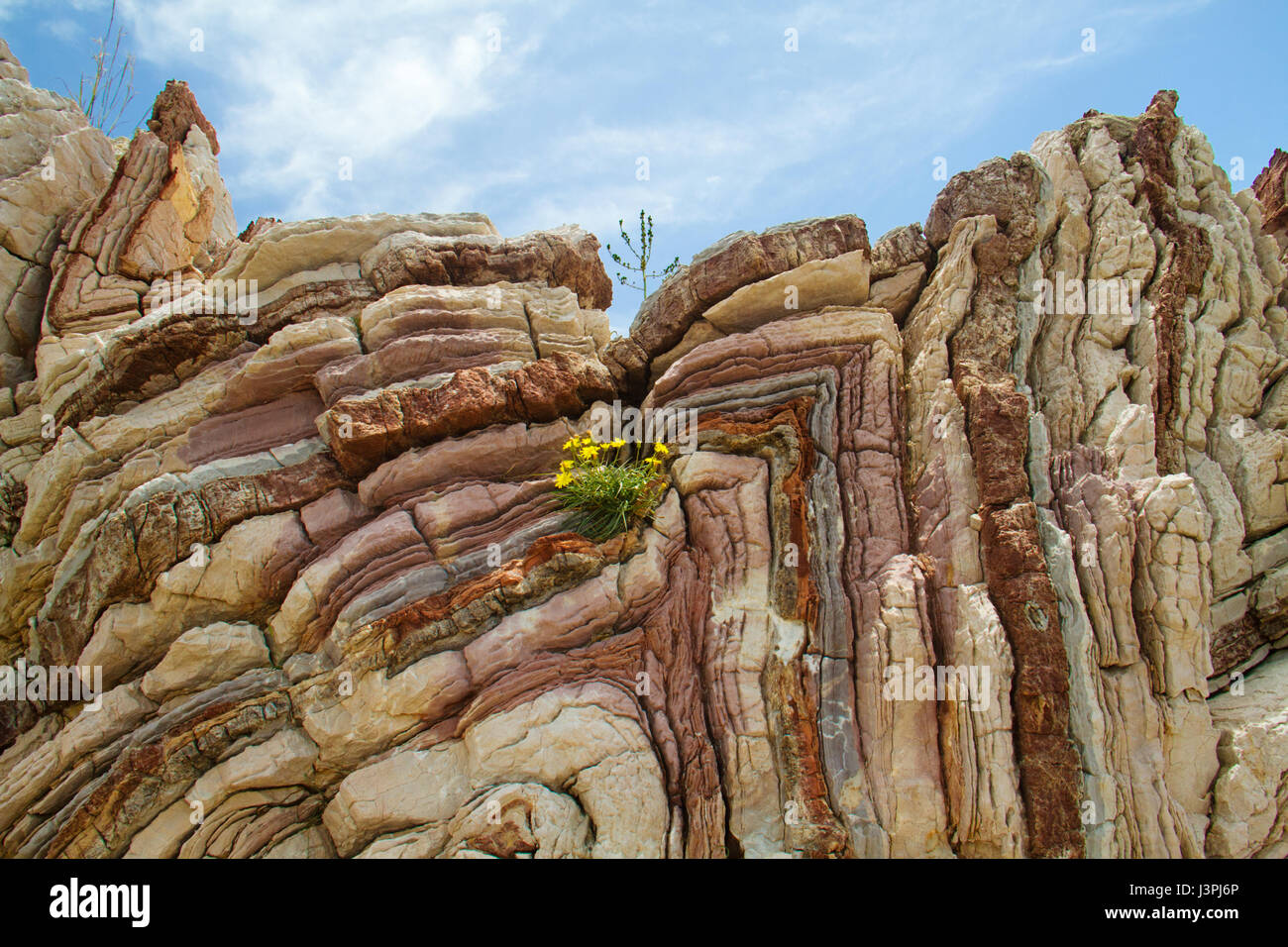 Pioneer vegetation on folded limestone on Crete, Greece Stock Photo