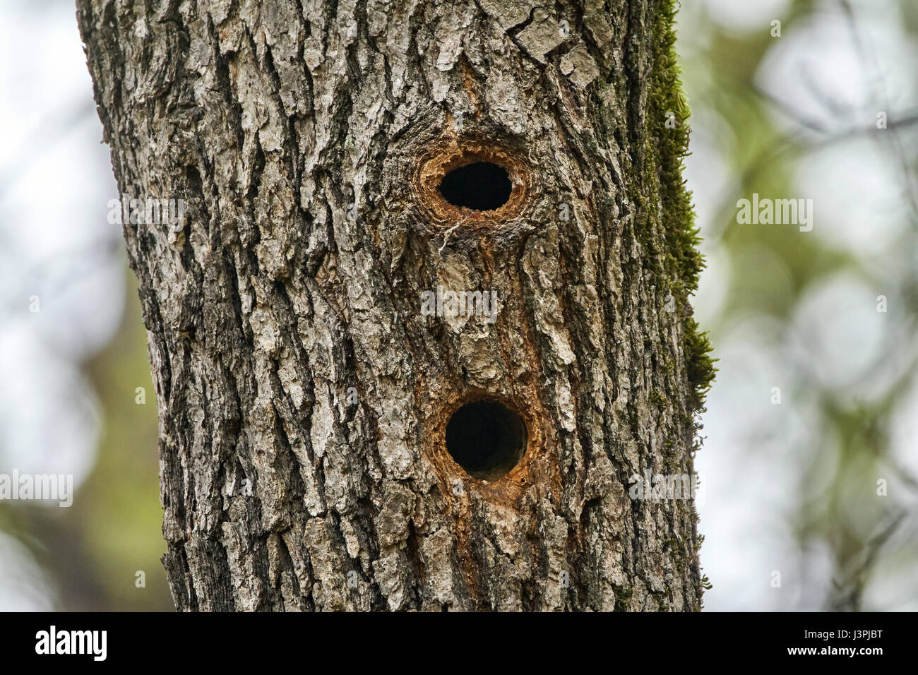 Holes in an oak tree trunk, woodpecker nests Stock Photo Alamy