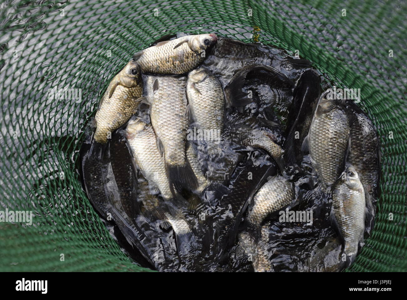 Fish In Grid River fish in a green plastic grid in a pond. Fish catch. Carp and carp ...