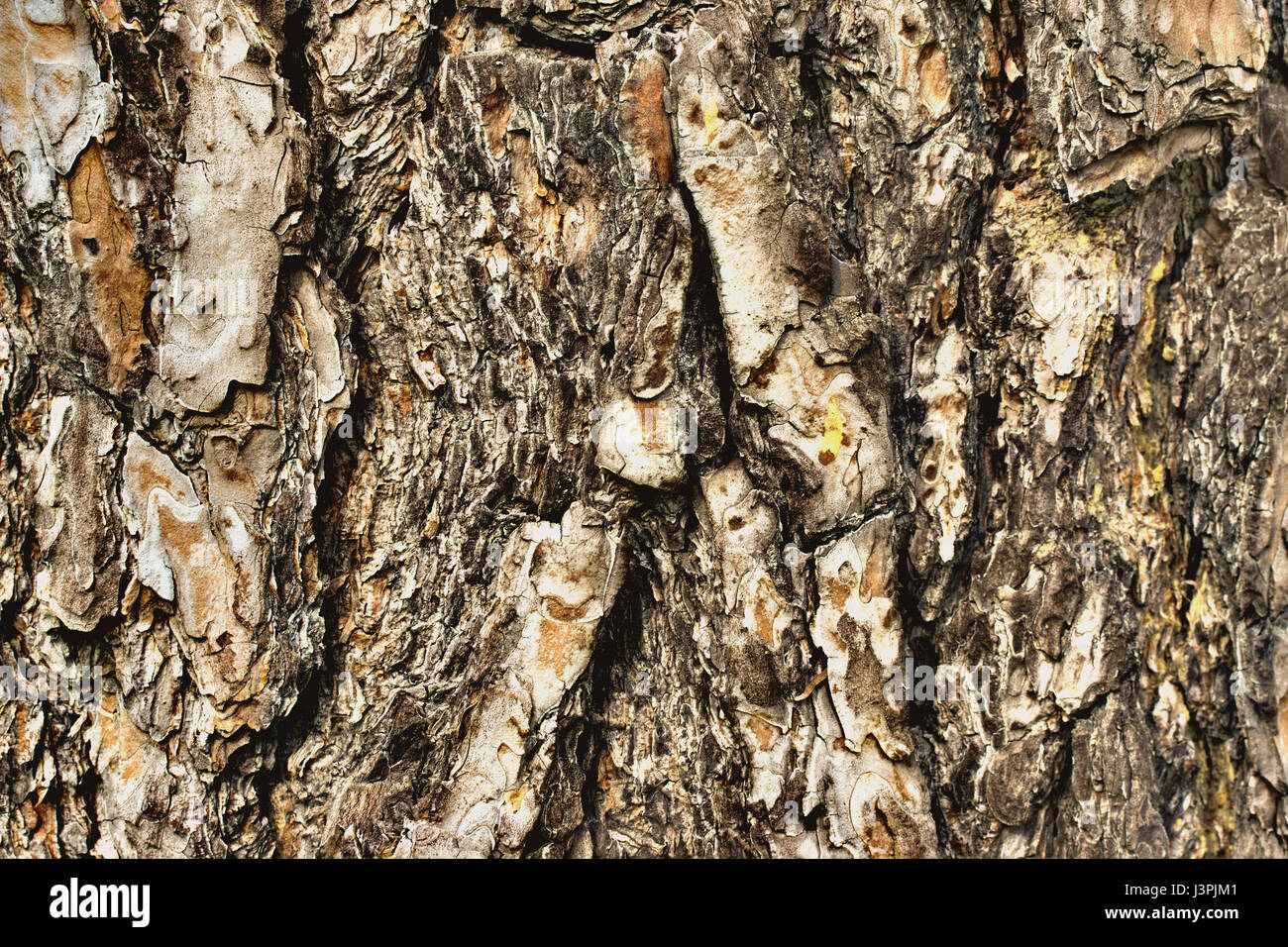 Old wood bark texture or background. Pine tree Stock Photo - Alamy