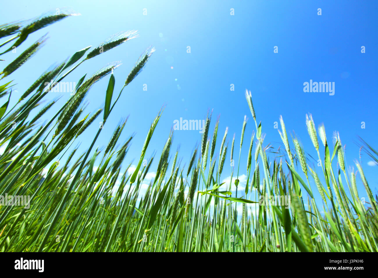 Summer field of wheat under blue sky Stock Photo - Alamy