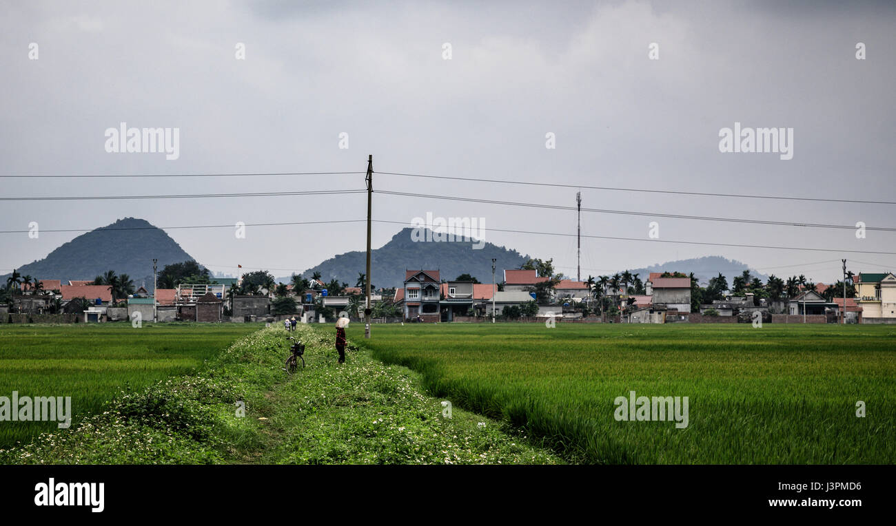 Paddy Fields near Hanoi in Vietnam Stock Photo
